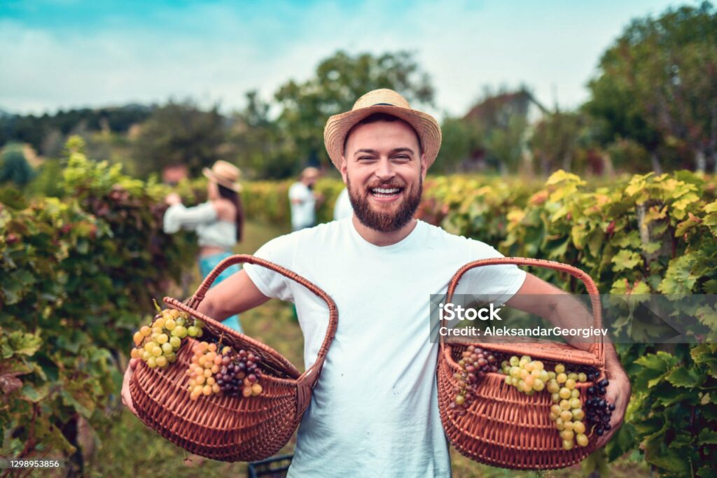 Smiling Male Carrying Baskets Full Of Grapes